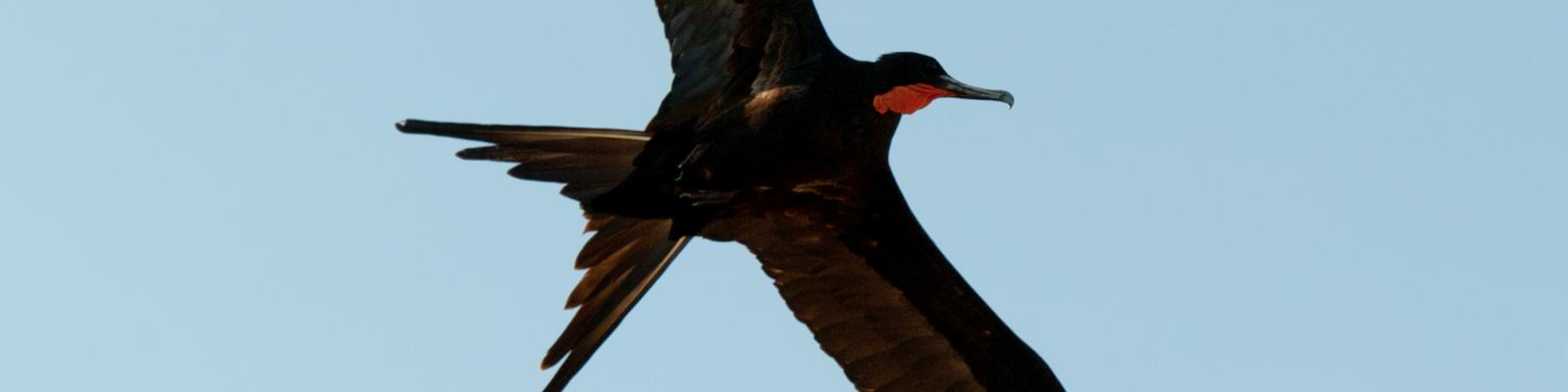 Zo vrij als een vogel